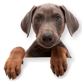 Filhote de cachorro com as patas apoiadas na borda, espiando
