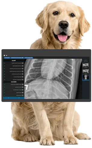 Cão golden retriever atrás de um monitor que mostra uma radiografia de tórax