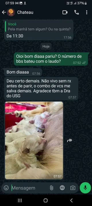 Print de conversa de WhatsApp de um tutor com a RAD (1 de 12)